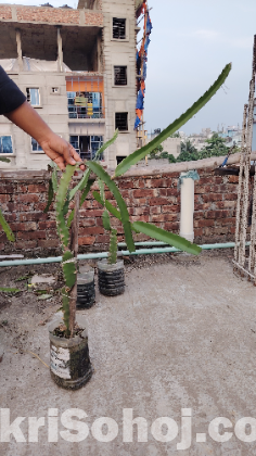 ড্রাগন গাছ